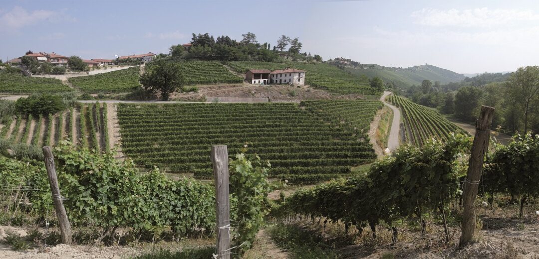 PELISSERO AZ. AGR. VITIVINICOLA