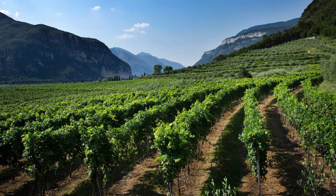 Letrari Vini e Spumanti