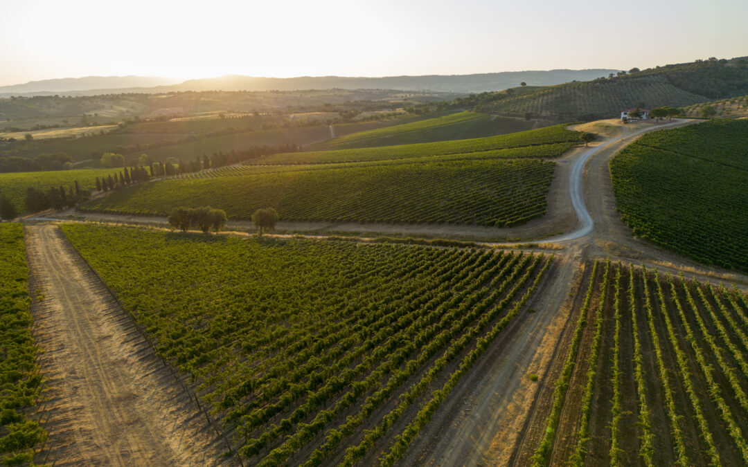 FAMIGLIA CECCHI DISTRIBUTIONS